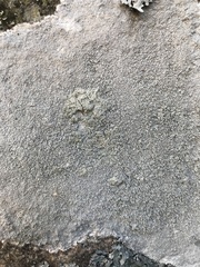 Pertusaria corallina