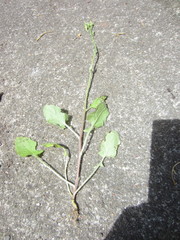 Youngia thunbergiana