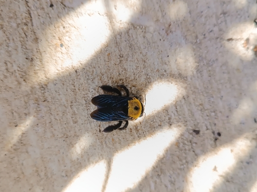 Pubescent Carpenter Bee