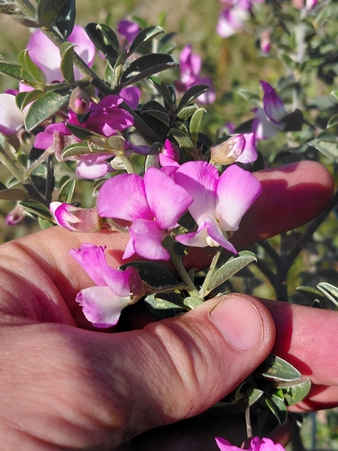 Podalyria myrtillifolia