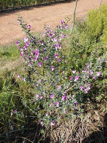 Podalyria myrtillifolia, photograph 2