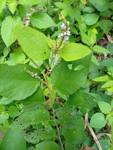Polhillides velutina observed 2026-09-03