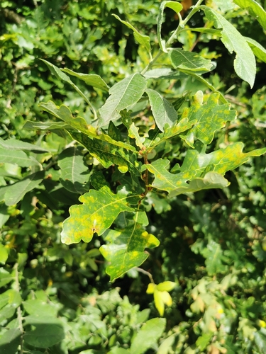 English oak