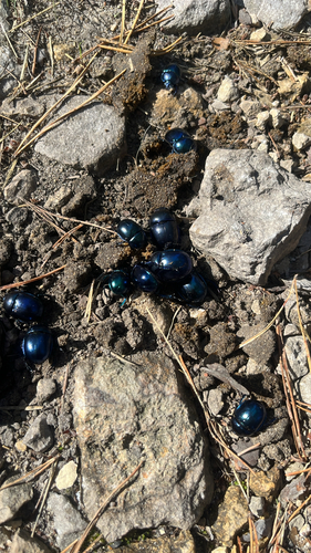 Springtime Dung Beetle