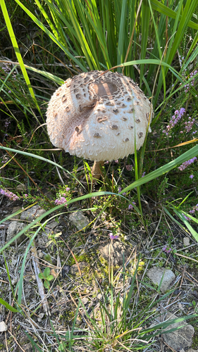Parasol