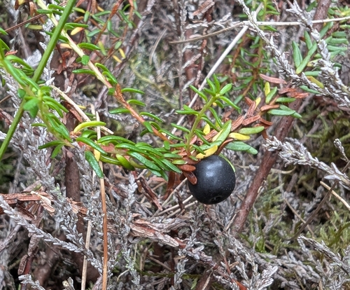 black crowberry