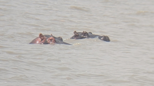 Common Hippopotamus