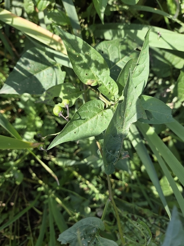 bittersweet nightshade
