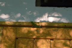 Phelsuma kochi