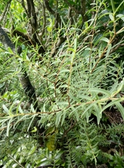 Veronica parviflora