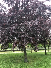 Prunus cerasifera pissardii