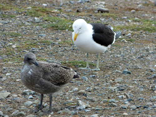iNaturalist image