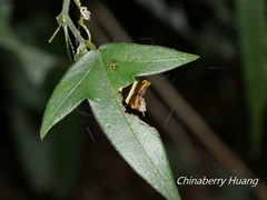 Choreutis basalis