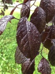 Prunus cerasifera pissardii