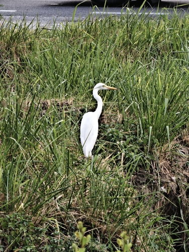 iNaturalist image