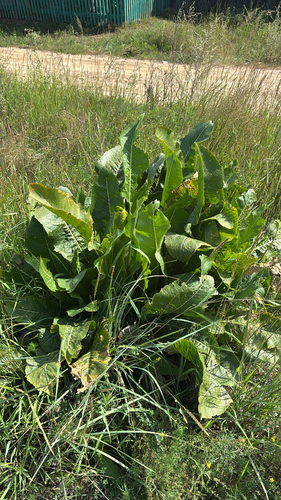 Horseradish