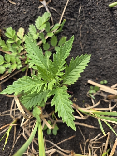 European water-horehound
