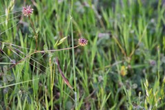 Trifolium ciliolatum