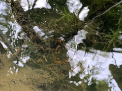 Channa striata
