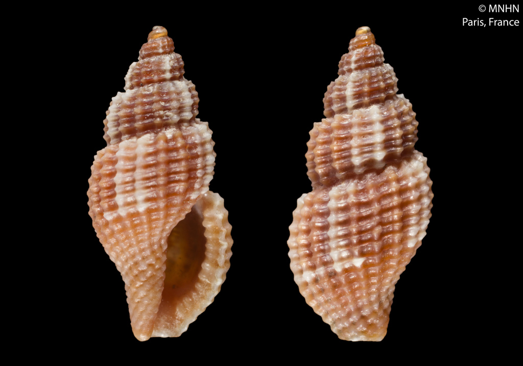 Raphitoma cordieri