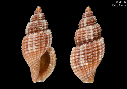 Representative image of Raphitoma cordieri