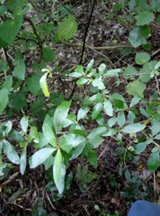 Coprosma ×cunninghamii