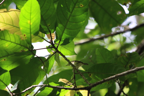 Gerygone chrysogaster, 2025-12-25