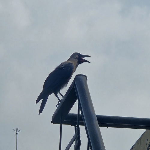 House Crow