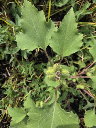common cocklebur