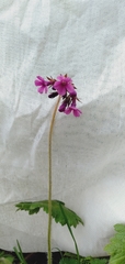 Primula geraniifolia