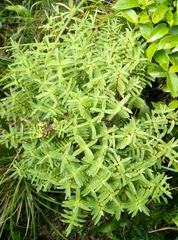 Veronica parviflora