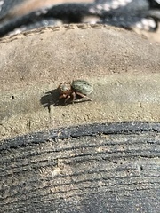 Euophrys frontalis