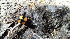 Nicrophorus interruptus