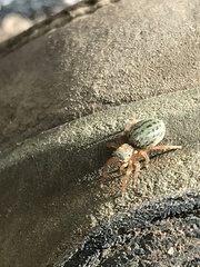 Euophrys frontalis
