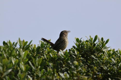 Striated Fieldwren