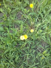 Taraxacum officinale