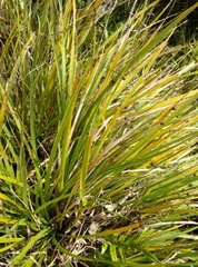 Libertia