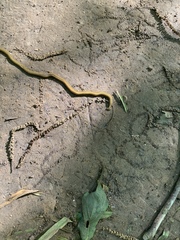 Diversibipalium multilineatum