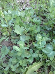 Trifolium pratense