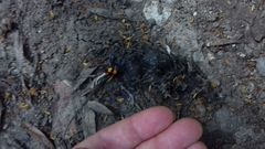 Nicrophorus interruptus