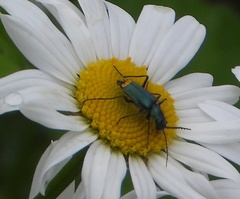 Clanoptilus emarginatus