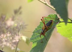 Barbitistes constrictus