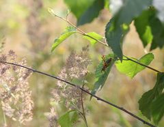 Barbitistes constrictus