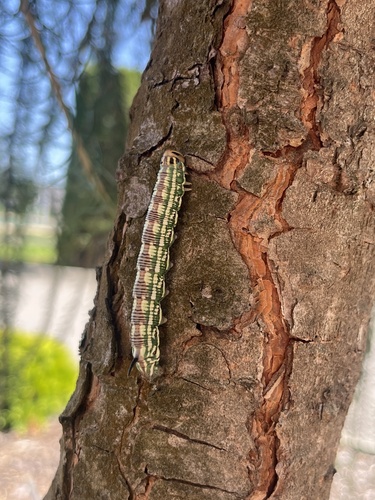 Pine Hawkmoth