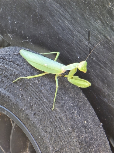 Transcaucasian Giant Mantis