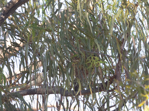 Noisy Friarbird