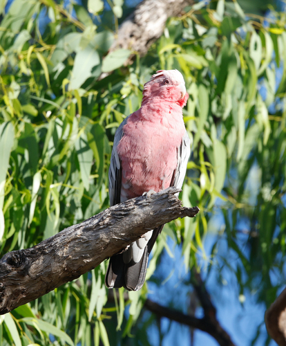 Galah