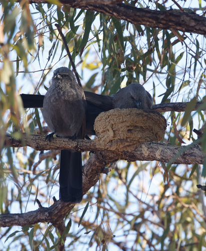 Apostlebird