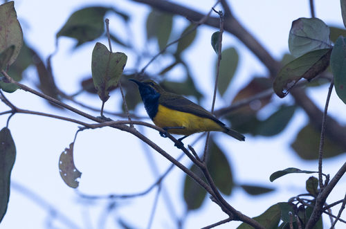 Sahul Sunbird