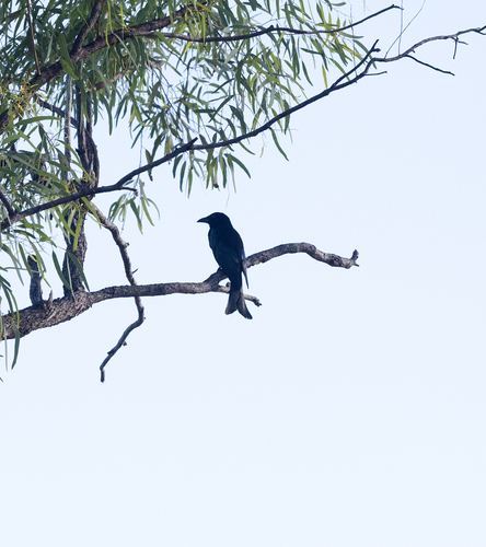 Spangled Drongo